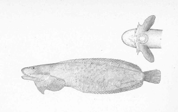 Ribbon Snailfish (Liparis cyclopus) |commons:File:FMIB 47926 Liparis cyclopus.jpeg