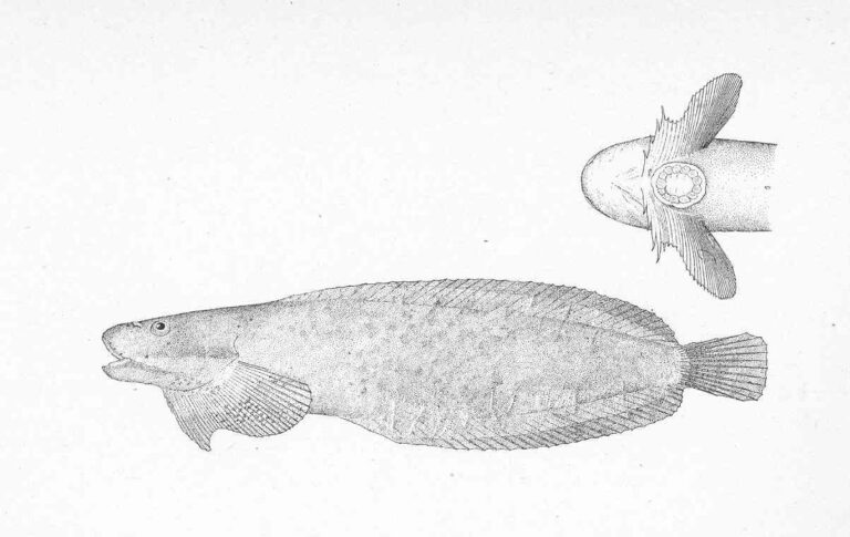 Ribbon Snailfish (Liparis cyclopus) |commons:File:FMIB 47926 Liparis cyclopus.jpeg