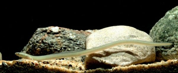 Rice-paddy Eel (Pisodonophis boro) |commons:File:Pisodonophis boro.jpg