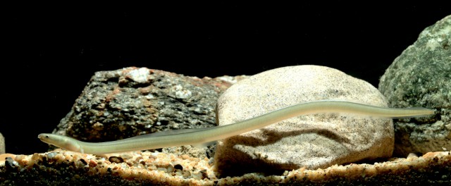Rice-paddy Eel (Pisodonophis boro) |commons:File:Pisodonophis boro.jpg