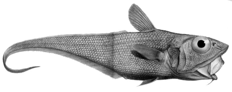 Ridge Scaled Rattail (Macrourus carinatus) |commons:File:Macrourus carinatus.jpg
