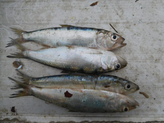 ringa balığı (Alosa maeotica) |commons:File:Alosa maeotica, Vâlcov.jpg