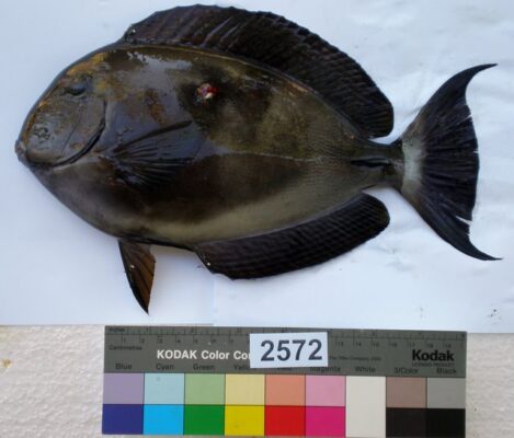 Ringtail Surgeonfish (Acanthurus blochii) |commons:File:Acanthurus blochii.jpg