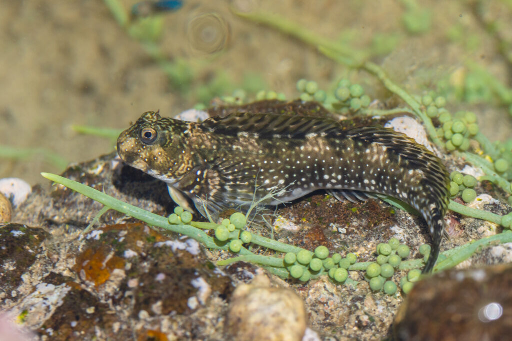 Rippled Rockskipper (Istiblennius edentulus) |commons:File:Blénido (Istiblennius edentulus), Nosy Tanikely, Madagascar, 2025-09-20, DD 78.jpg