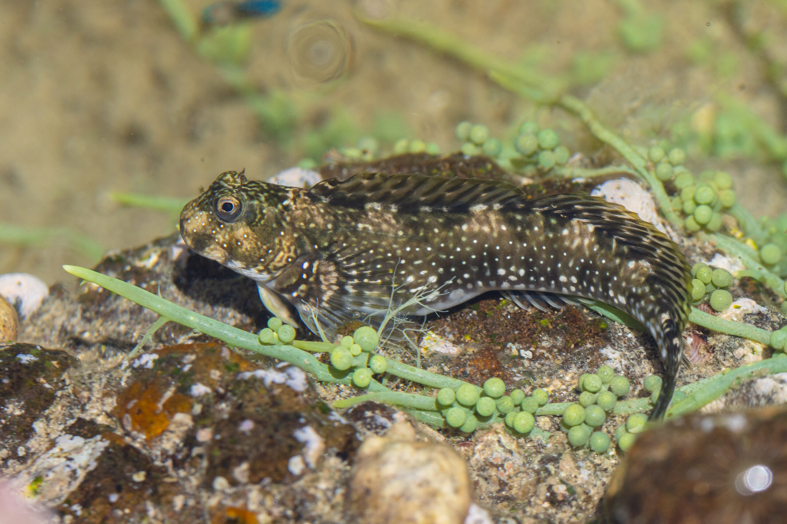 Rippled Rockskipper (Istiblennius edentulus) |commons:File:Blénido (Istiblennius edentulus), Nosy Tanikely, Madagascar, 2025-09-20, DD 78.jpg