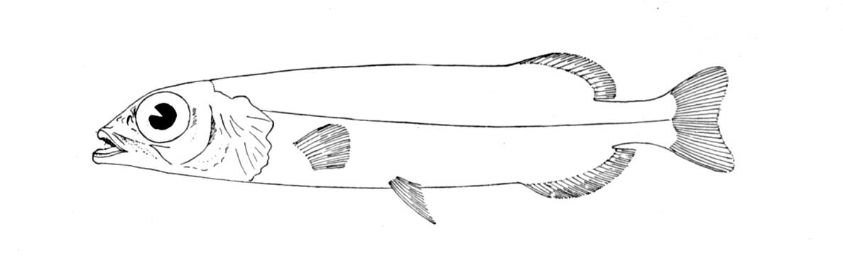 Risso's Smooth-head (Alepocephalus rostratus) |commons:File:Alepocephalus rostratus.jpg