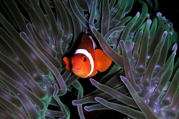 Ritteri Anemonu Heteractis magnifica