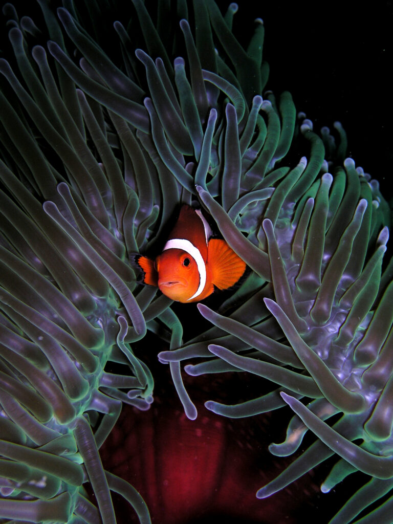 Ritteri Anemonu Heteractis magnifica