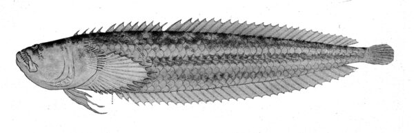 Riverine Stargazer (Dactyloscopus amnis) |commons:File:Dactyloscopus amnis.jpg