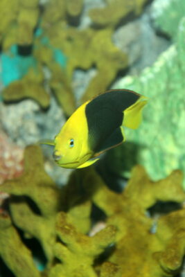 Rock Beauty Angelfish (Holacanthus tricolor) |commons:File:Holacanthus tricolor (1).jpg