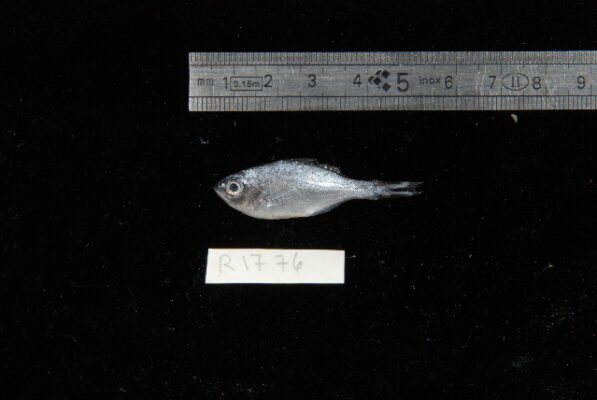 Rock Flagtail (Kuhlia rupestris) |commons:File:Kuhlia rupestris.jpg