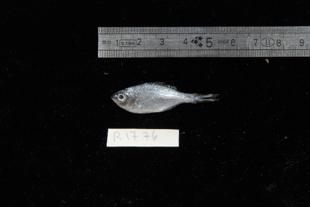 Rock Flagtail (Kuhlia rupestris) |commons:File:Kuhlia rupestris.jpg