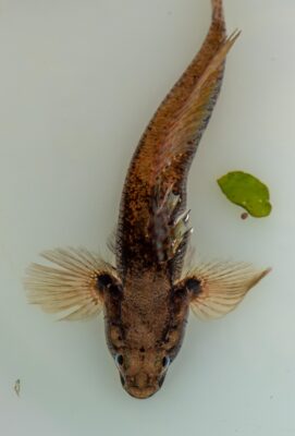 Rock Goby (Gobius paganellus) |commons:File:Gobie Paganel (Gobius paganellus) (Ifremer 00966-107814 - 56726).jpg