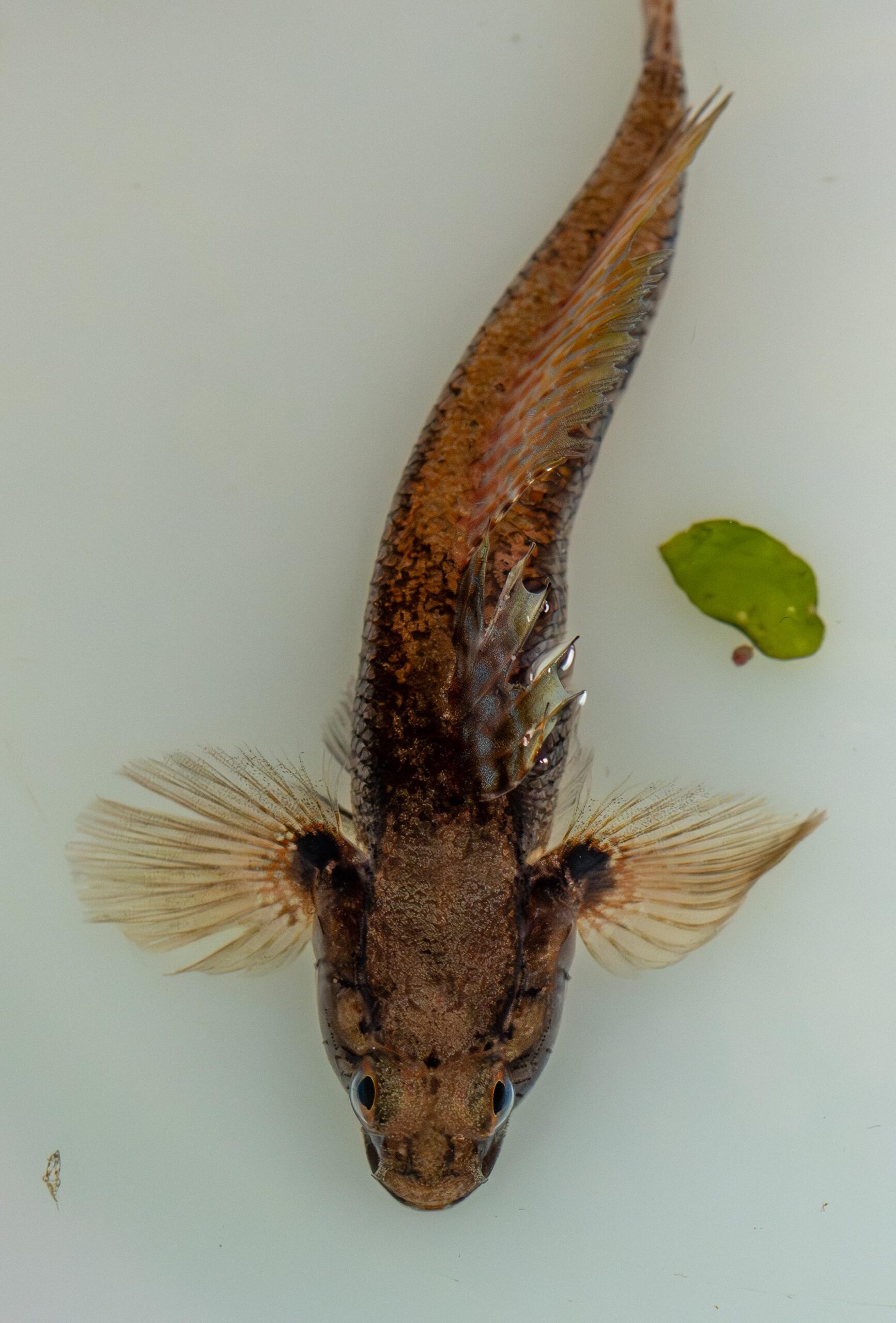 Rock Goby (Gobius paganellus) |commons:File:Gobie Paganel (Gobius paganellus) (Ifremer 00966-107814 - 56726).jpg