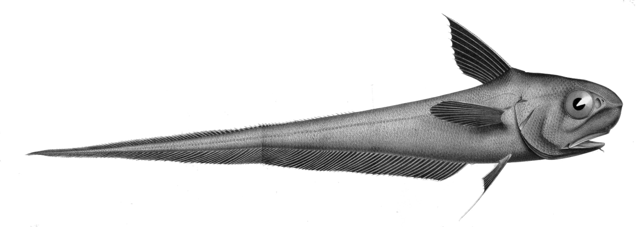 Rock Grenadier (Coryphaenoides rupestris) |commons:File:Coryphaenoides rupestris.jpg