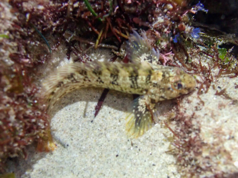 Rockpool Blenny (Hypsoblennius gilberti) |commons:File:Hypsoblennius gilberti.jpg