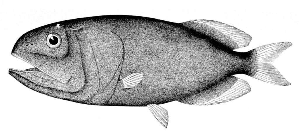 Rondeletia bicolor (Rondeletia bicolor) |commons:File:Rondeletia bicolor.jpg