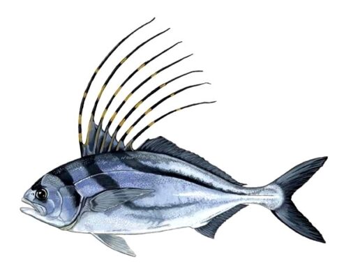 Roosterfish (Nematistius pectoralis) |commons:File:Nematistius pectoralis.jpg