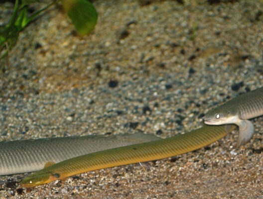 Rope Fish (Erpetoichthys calabaricus) |commons:File:Erpetoichthys calabaricus.jpg