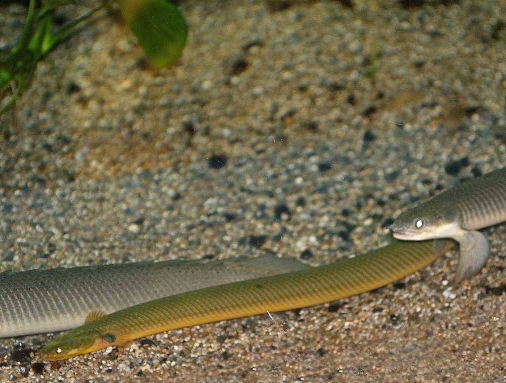 Rope Fish (Erpetoichthys calabaricus) |commons:File:Erpetoichthys calabaricus.jpg