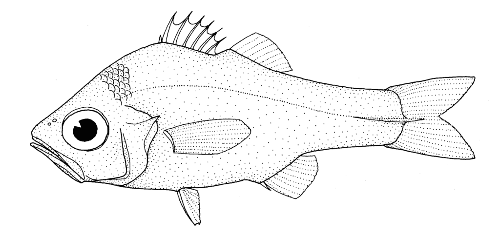 Rosenblattia robusta (Rosenblattia robusta) |commons:File:Rosenblattia robusta (no common name).gif