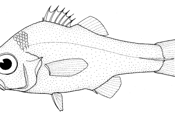 Rosenblattia robusta (Rosenblattia robusta) |commons:File:Rosenblattia robusta (no common name).gif