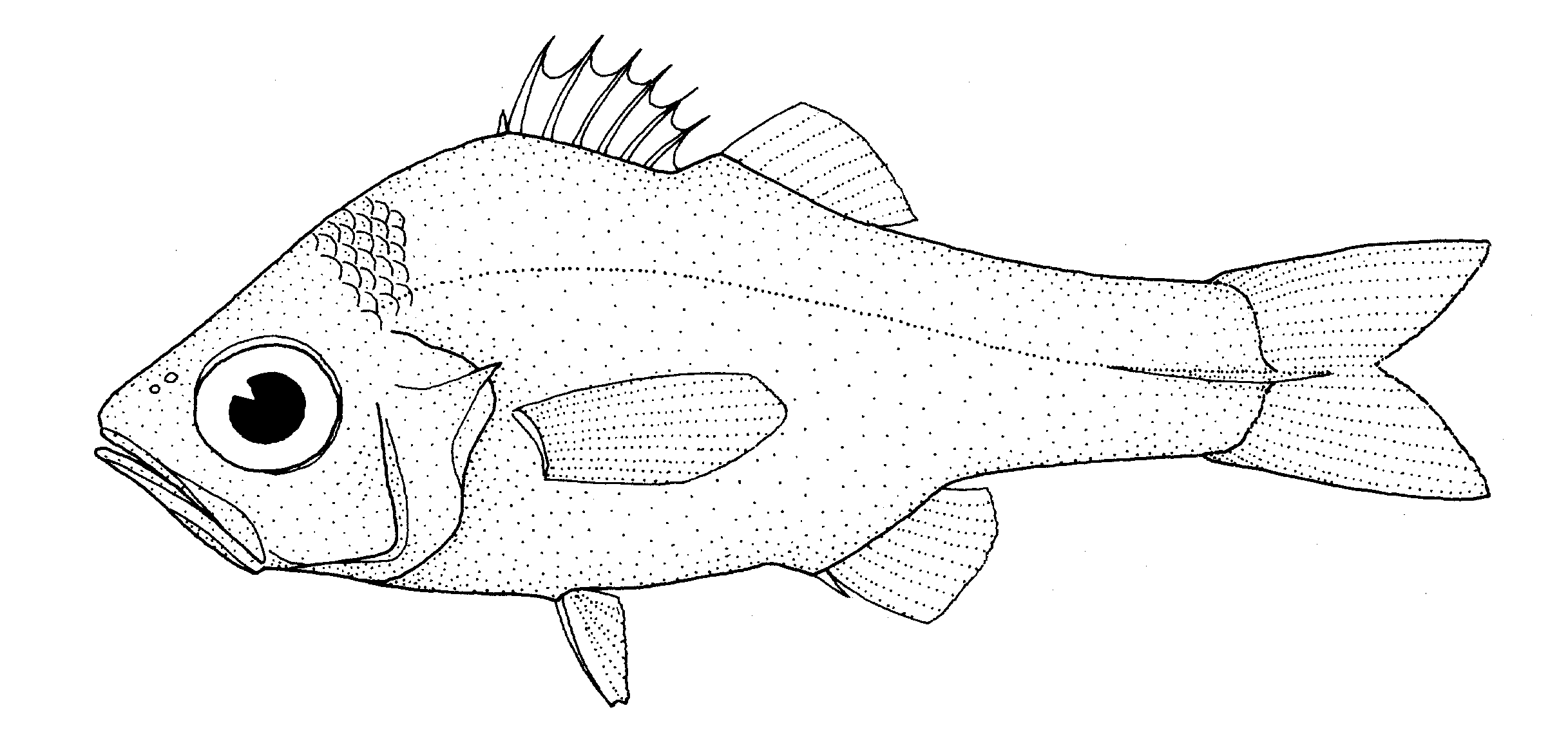 Rosenblattia robusta (Rosenblattia robusta) |commons:File:Rosenblattia robusta (no common name).gif