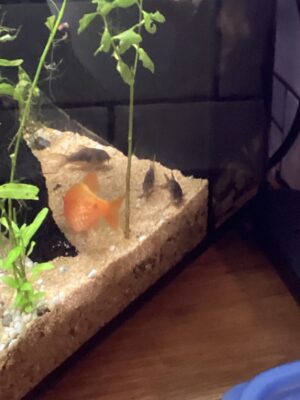 Rosy Barb (Pethia conchonius) |commons:File:1 Rosy barb (Pethia conchonius) near 3 bronze corydoras (Corydoras aeneus) in a fish tank.jpg