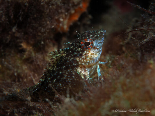 Rosy Blenny (Malacoctenus macropus) |commons:File:Malacoctenus macropus 242396990.jpg