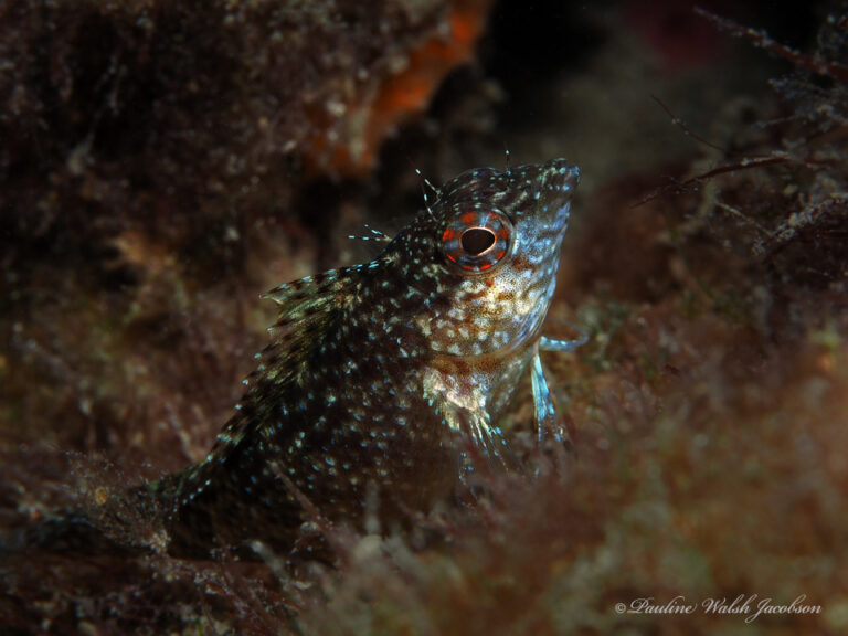 Rosy Blenny (Malacoctenus macropus) |commons:File:Malacoctenus macropus 242396990.jpg