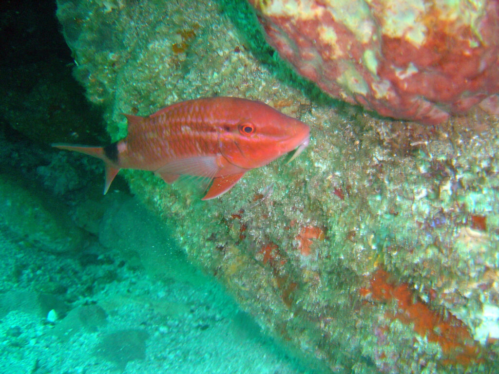 rosy goatfish (Parupeneus rubescens) |commons:File:Parupeneus rubescens, Aliwal Shoal imported from iNaturalist photo 15429154.jpg