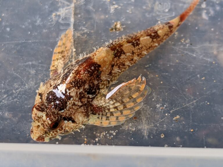 Rosy Sculpin (Oligocottus rubellio) |commons:File:Oligocottus rubellio.jpg