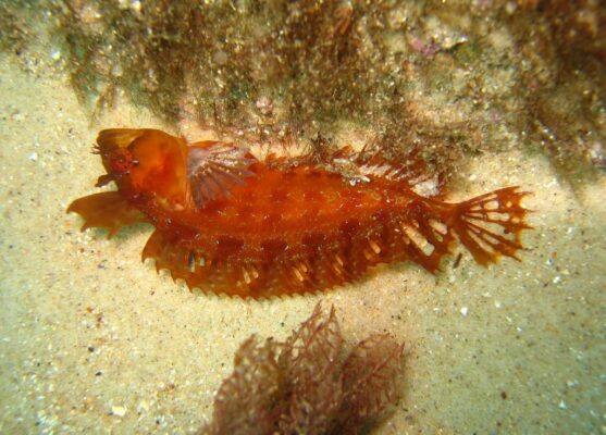Rosy Weedfish (Heteroclinus roseus) |commons:File:Heteroclinus roseus.jpg