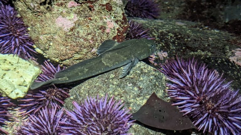 Rosylip Sculpin (Ascelichthys rhodorus) |commons:File:Ascelichthys rhodorus.jpg