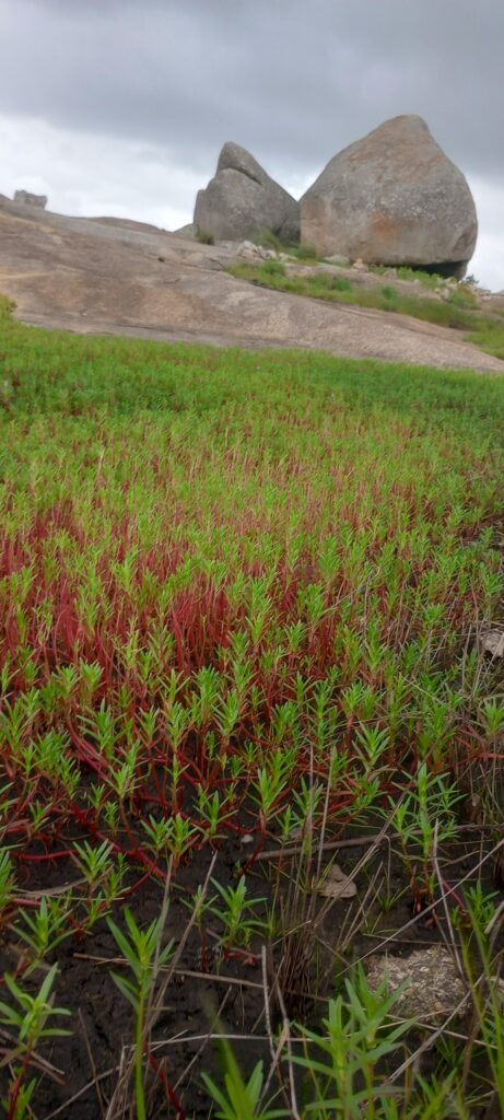 Rotala Fimbriata (Rotala fimbriata) |commons:File:Rotala fimbriata - Chandu Bandi - 408472707.jpeg