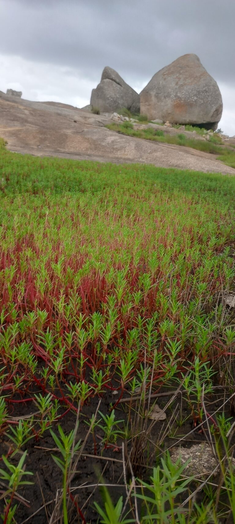 Rotala Fimbriata (Rotala fimbriata) |commons:File:Rotala fimbriata - Chandu Bandi - 408472707.jpeg