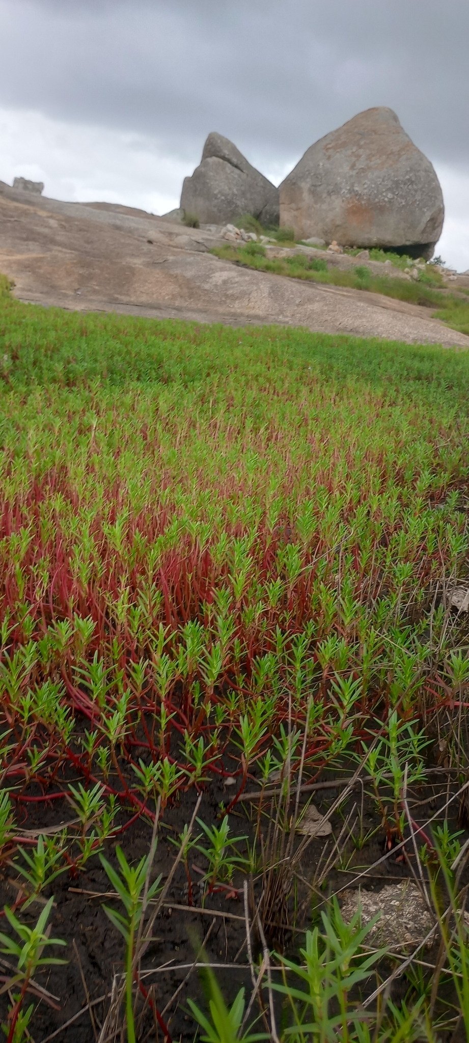 Rotala Fimbriata (Rotala fimbriata) |commons:File:Rotala fimbriata - Chandu Bandi - 408472707.jpeg