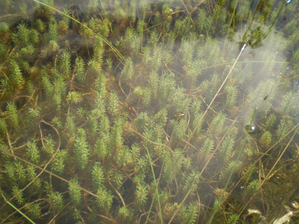 Rotala Hippuris (Rotala hippuris) |commons:File:Rotala hippuris.jpg