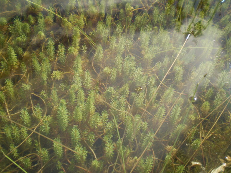 Rotala Hippuris (Rotala hippuris) |commons:File:Rotala hippuris.jpg