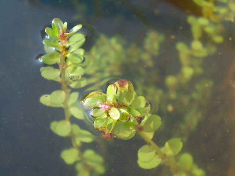 Rotala Indica (Rotala indica) |commons:File:Rotala indica var. uliginosa.JPG