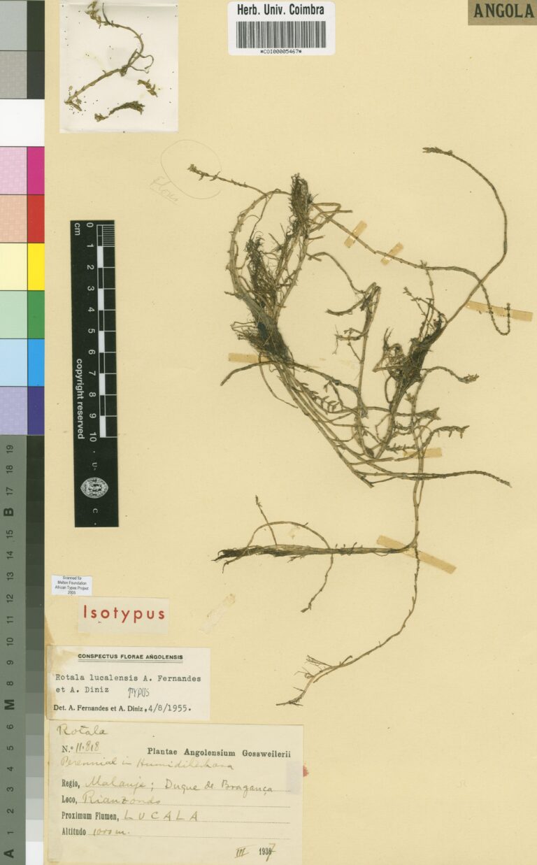 Rotala Lucalensis (Rotala lucalensis) |commons:File:COI00005467 - Rotala lucalensis - Gossweiler, John - 11818.jpg
