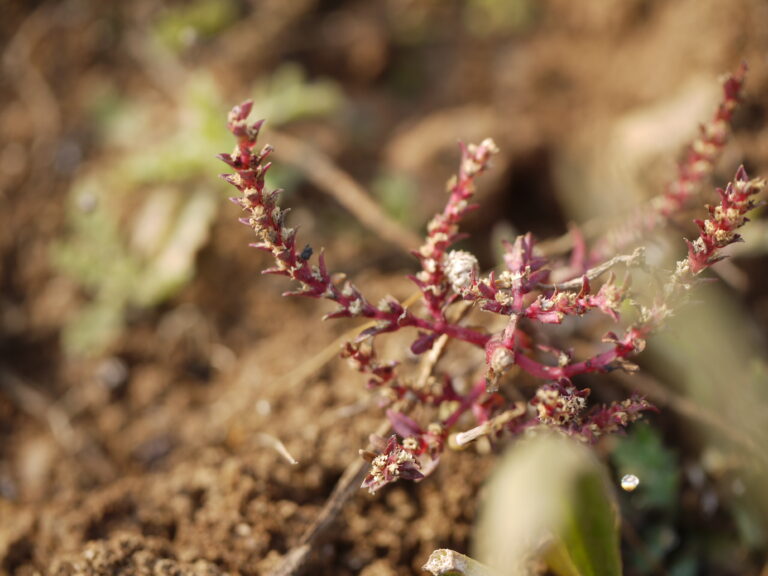 Rotala Macrandra (Rotala macrandra) |commons:File:Rotala macrandra (8581291689).jpg