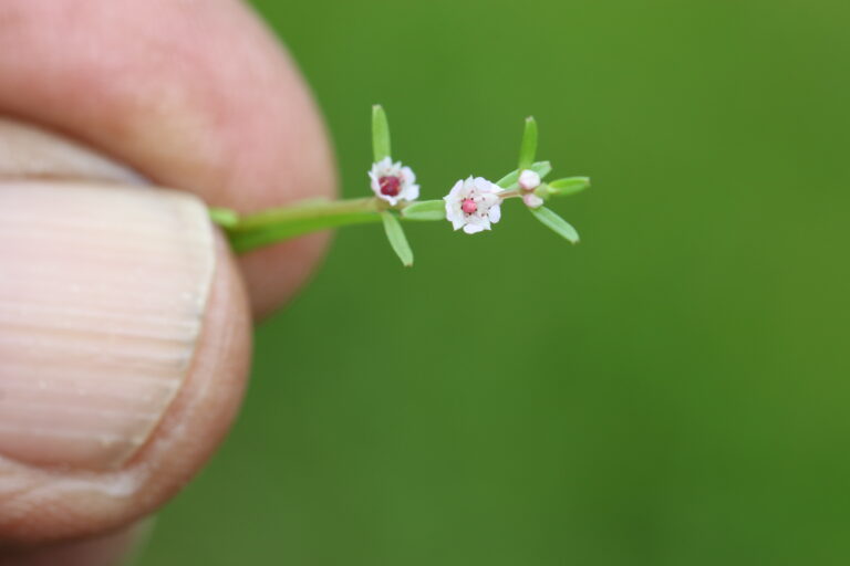 Rotala Malabarica (Rotala malabarica) |commons:File:Rotala malabarica (13).JPG - Photo by V C Balakrishnan.jpg