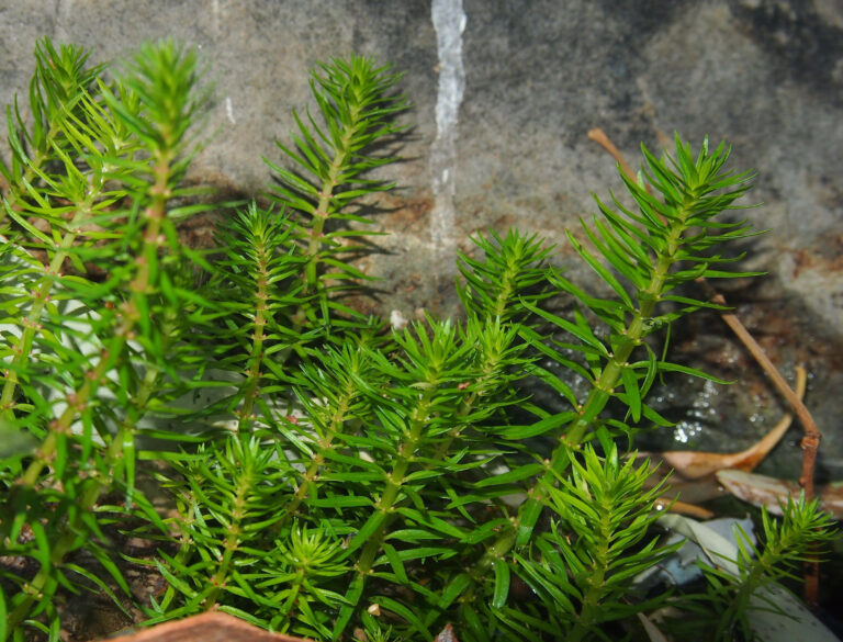 Rotala Mexicana (Rotala mexicana) |commons:File:Rotala mexicana.jpg