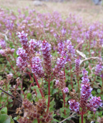 Rotala Rotundifolia (Rotala rotundifolia) |commons:File:Rotala rotundifolia.jpg