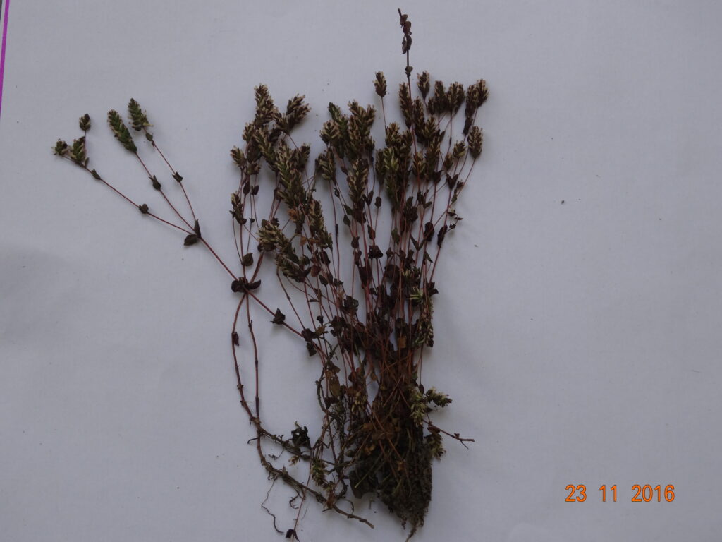 Rotala Serpyllifolia (Rotala serpyllifolia) |commons:File:Rotala serpyllifolia.jpg