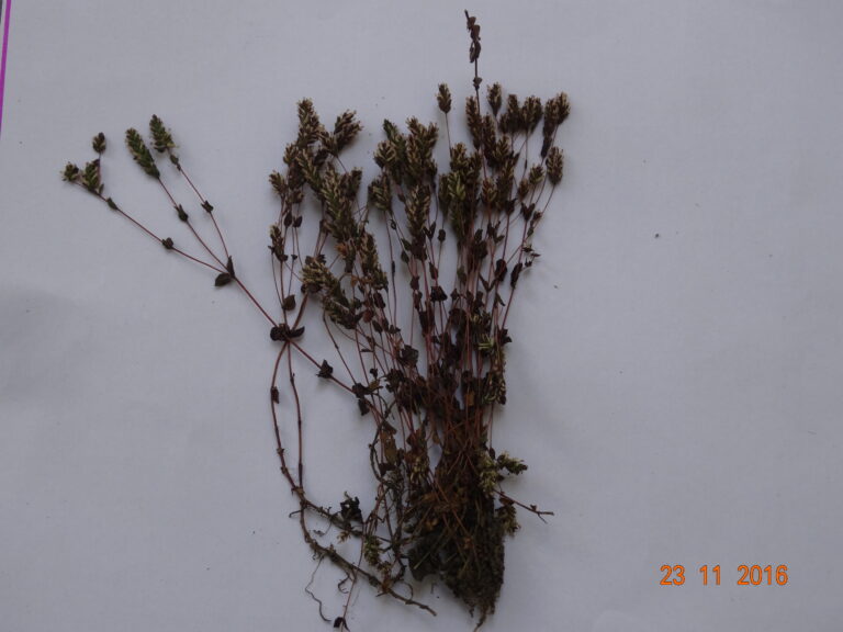 Rotala Serpyllifolia (Rotala serpyllifolia) |commons:File:Rotala serpyllifolia.jpg