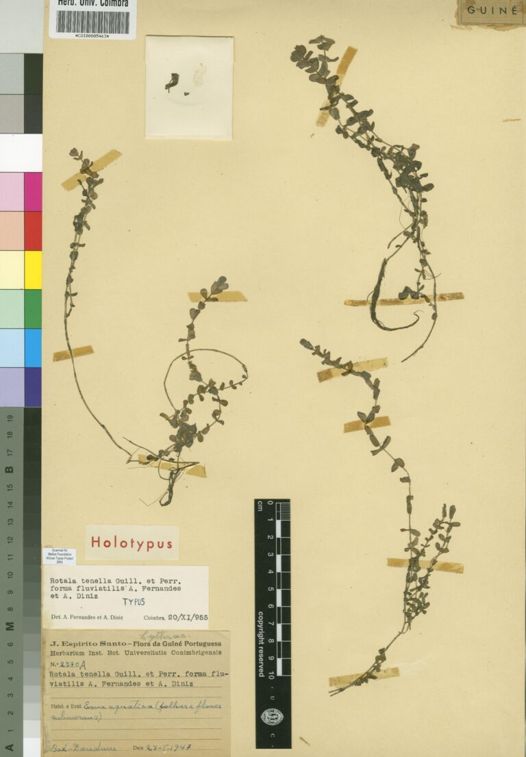Rotala Tenella (Rotala tenella) |commons:File:COI00005463 - Rotala tenella forma fluviatilis - Esprito Santo, Joaquim Viegas da Graa do - 2370A.jpg