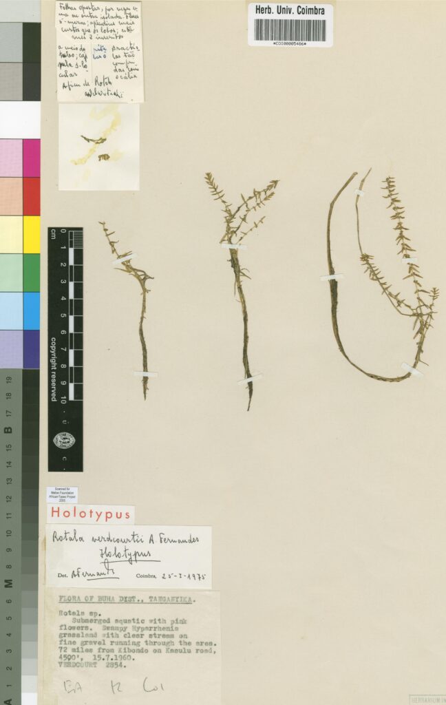 Rotala Verdcourtii (Rotala verdcourtii) |commons:File:COI00005486 - Rotala verdcourtii - Verdcourt, Bernard - 2854.jpg
