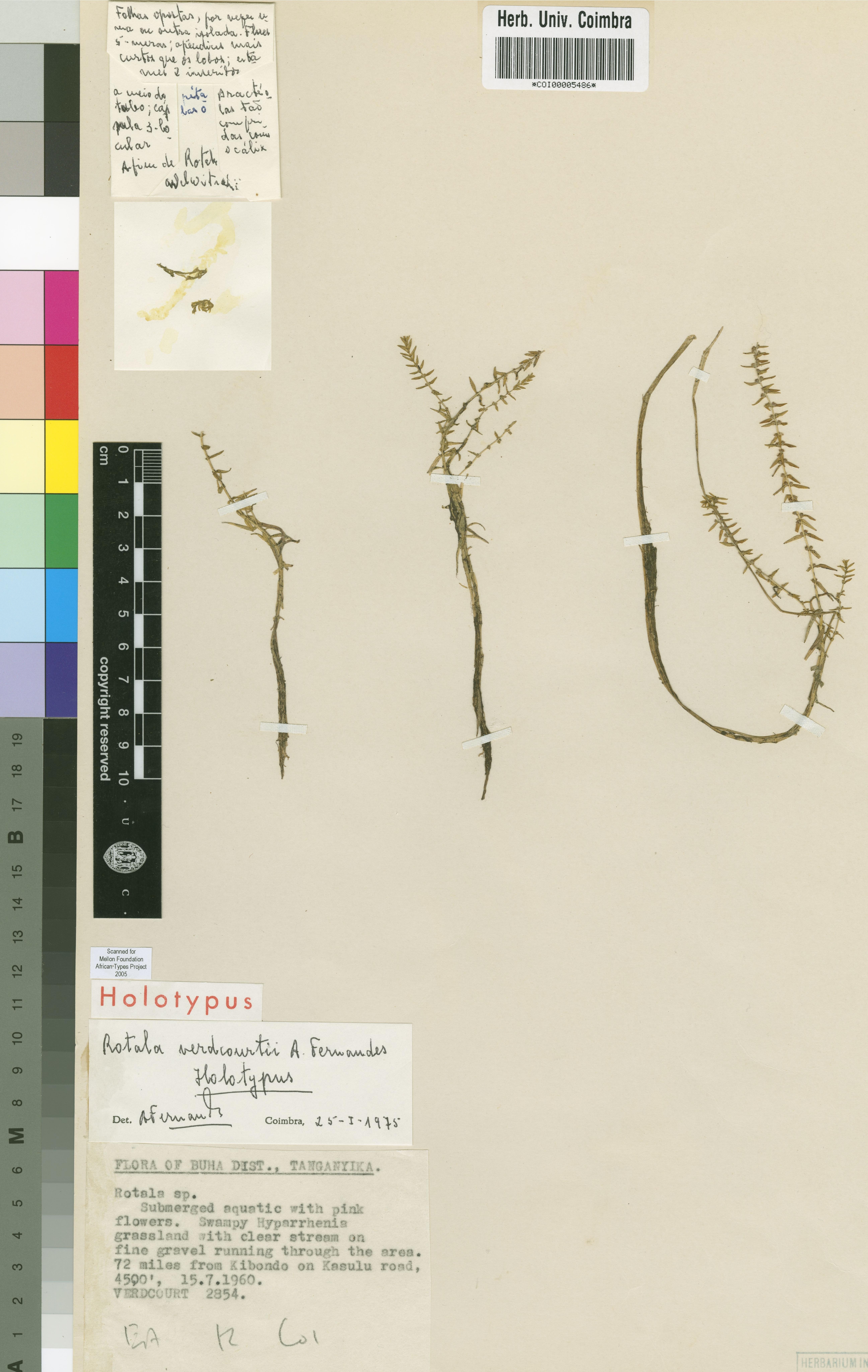 Rotala Verdcourtii (Rotala verdcourtii) |commons:File:COI00005486 - Rotala verdcourtii - Verdcourt, Bernard - 2854.jpg